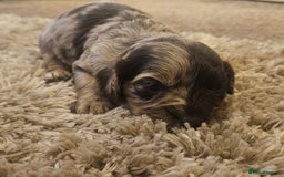 Cockapoo dogs for sale: Beautiful/healthy F1 cockapoo’s.3 girls🩷3 boys🩵 - Image 1