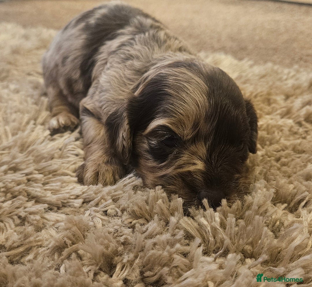 Cockapoo dogs for sale: Beautiful/healthy F1 cockapoo’s.3 girls🩷3 boys🩵 - Image 1