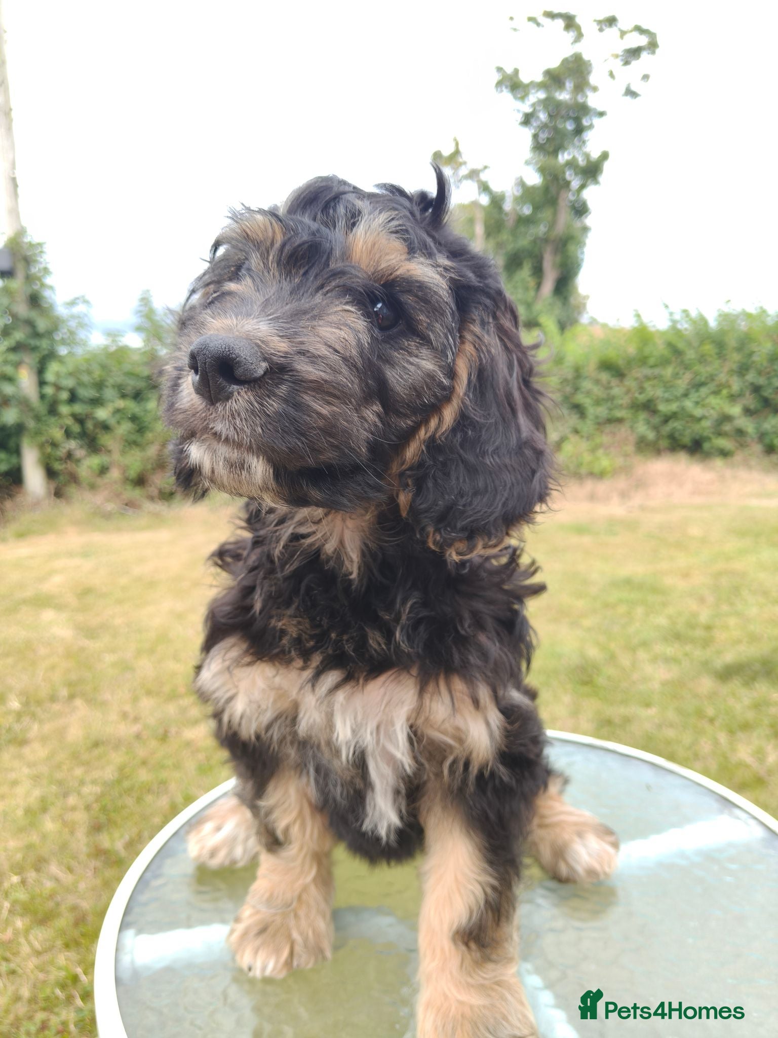 Cockapoo dogs Ready to leave, vaccinated Gorgeous F1 Cocapoos  - Advert 3