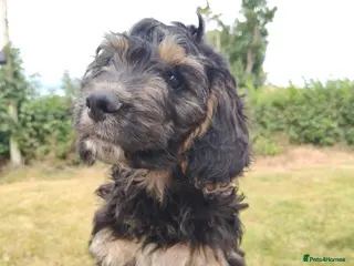 Cockapoo dogs Ready to leave, vaccinated Gorgeous F1 Cocapoos - Advert 3