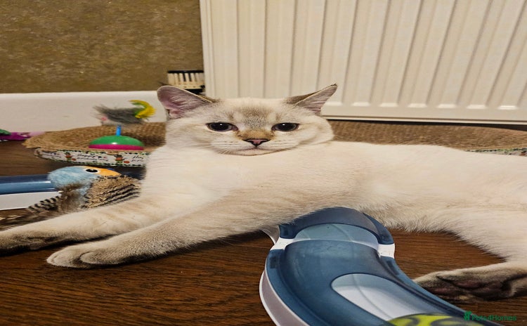 Scottish Fold cats - Advert 2