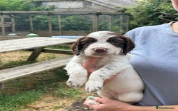 English Springer Spaniel dogs for sale: Kc Reg English Springer spaniel boys in Dorchester - Image 29