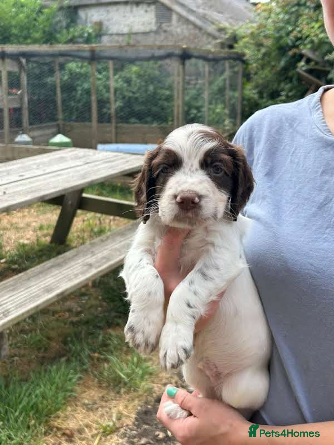 English Springer Spaniel dogs for sale: Kc Reg English Springer spaniel boys in Dorchester - Image 29