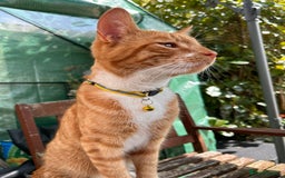 Domestic Shorthair cats for sale: Ginger Cat for Rehoming - Image 4
