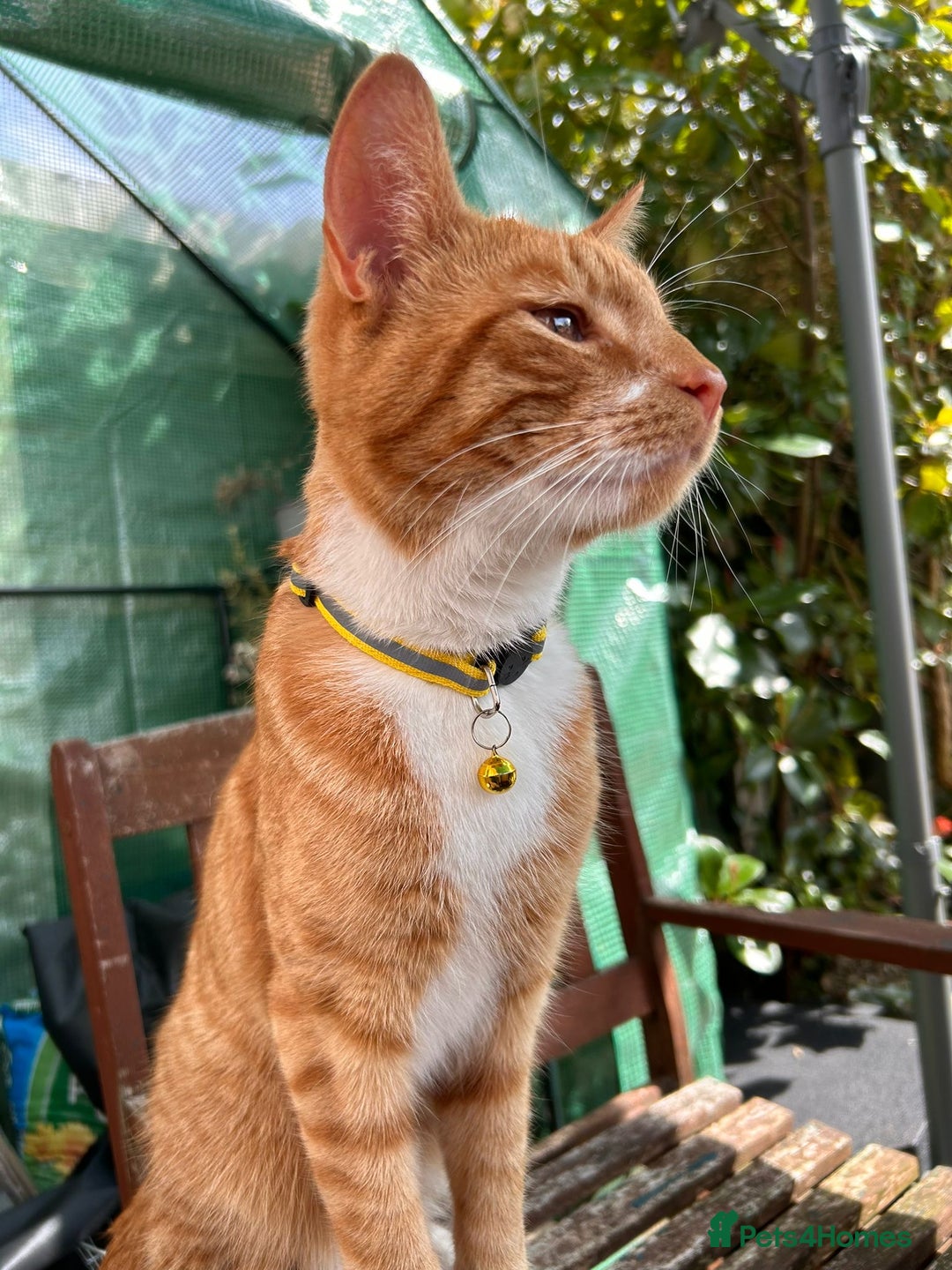 Domestic Shorthair cats for sale: Ginger Cat for Rehoming - Image 4