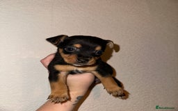 Jack Russell dogs for sale: Jack Russel puppies ready now! Dob is wrong - Image 7