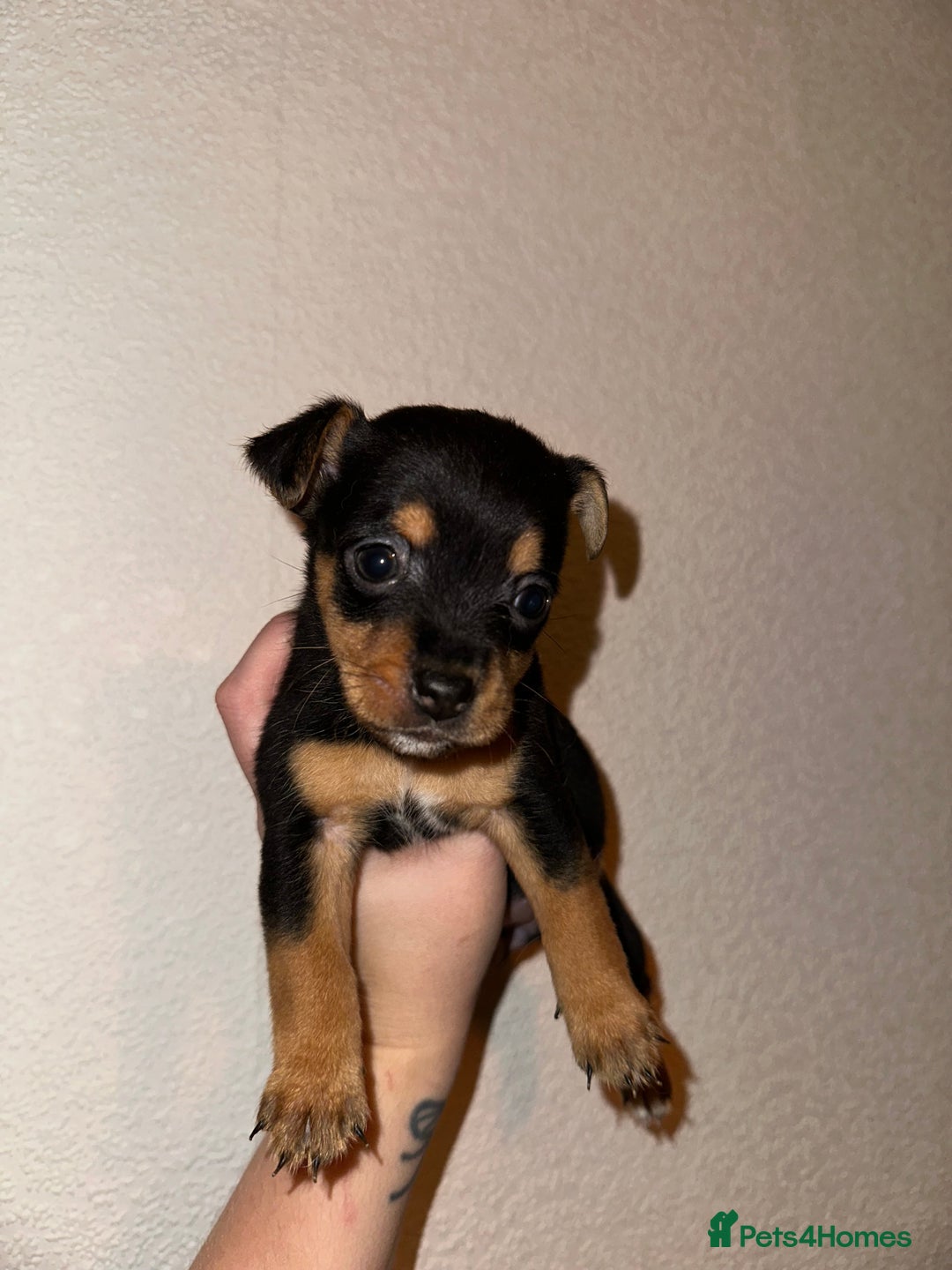 Jack Russell dogs for sale: Jack Russel puppies ready now! Dob is wrong - Image 7