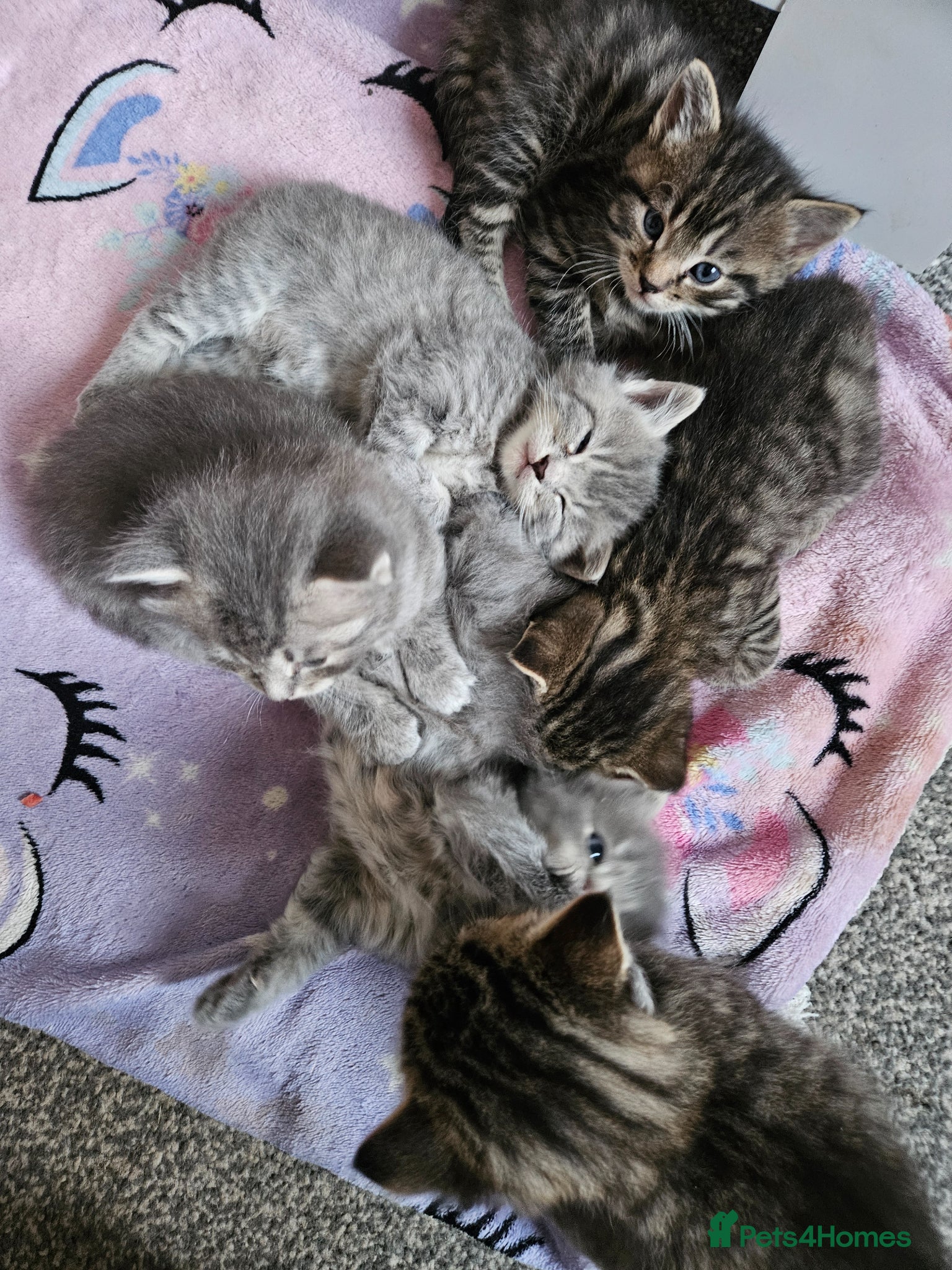 Mixed Breed cats 🐱 Stunning Maine Coon Cross Kittens🐱 - Advert 1