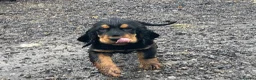 Cocker Spaniel dogs for sale: Stunning Cocker Spaniel Puppies  - Advert 6