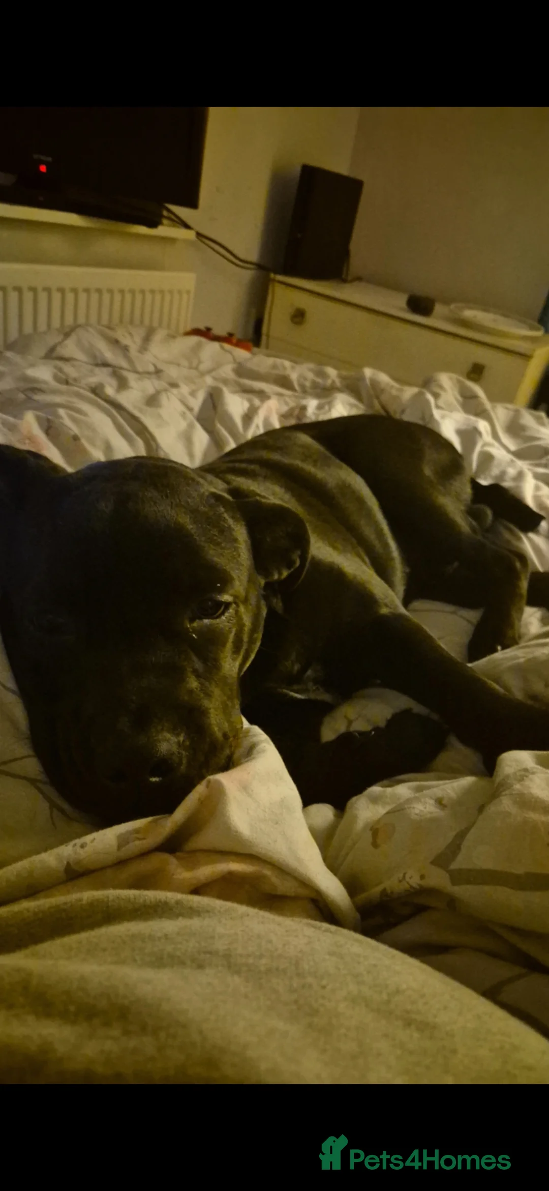 Mixed Breed dogs for sale: 1 year old lab cross in Colne - Advert 2