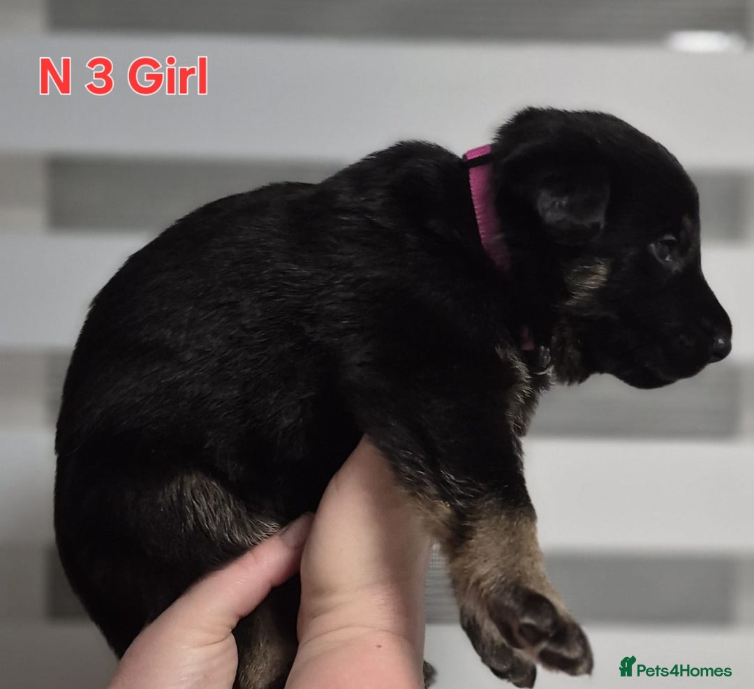 German Shepherd dogs for sale: German Shepherd puppies  - Advert 11