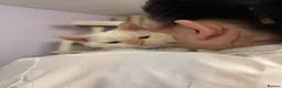 Selkirk Rex cats for sale: Selkirk rex kittens!ONE CURLY KITTEN LEFT! - Advert 8
