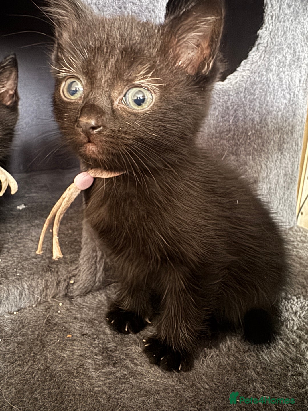 Mixed Breed cats for sale: 3 beautiful girls looking for their forever home  - Image 6
