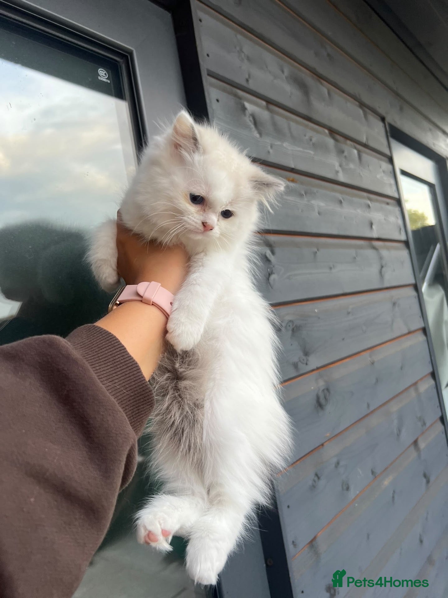 Ragdoll cats Beautiful RagDoll Female Kitten  - Advert 2