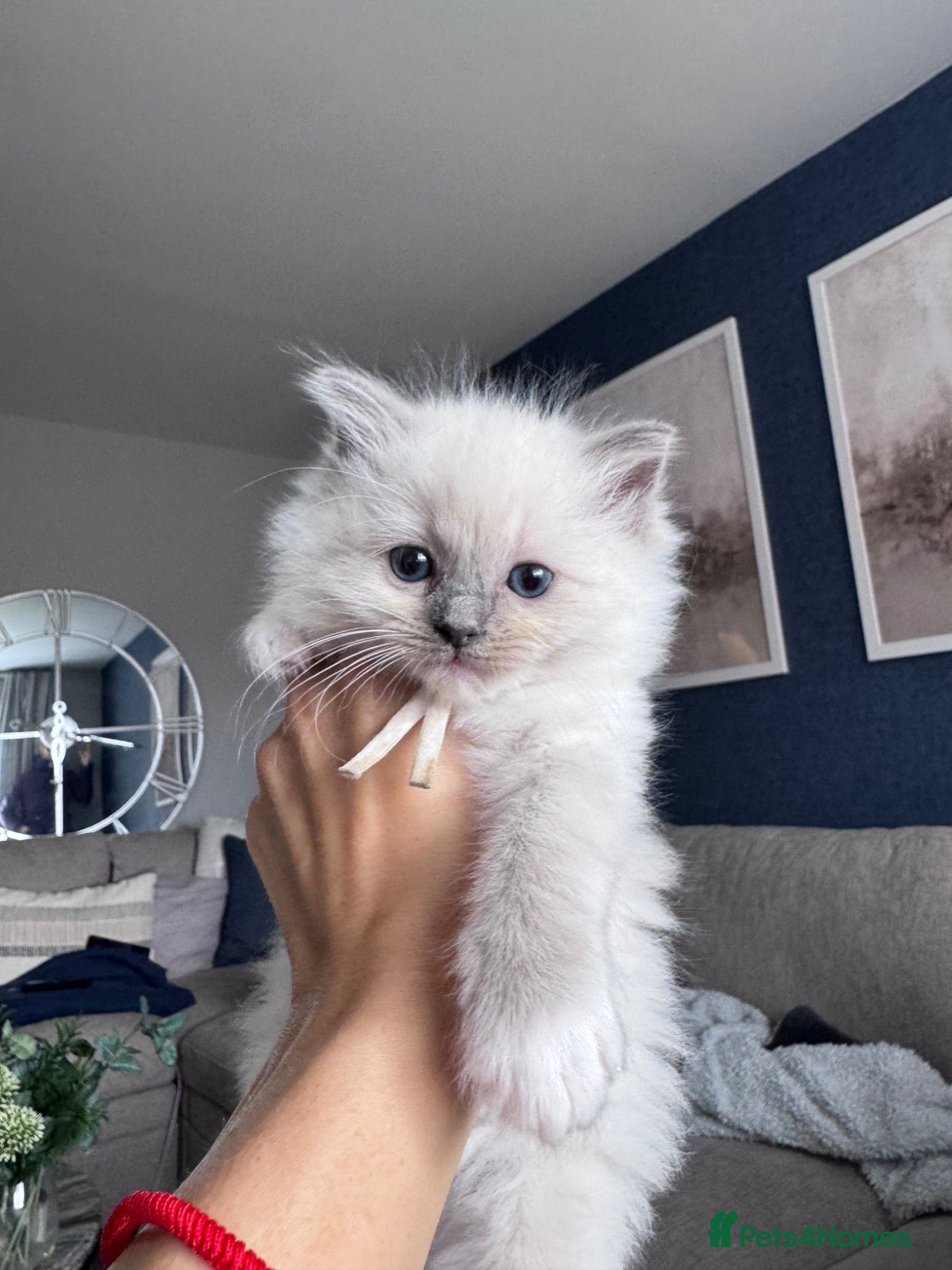 Ragdoll cats Stunning GCCF Registered Ragdoll Kitten - Advert 1