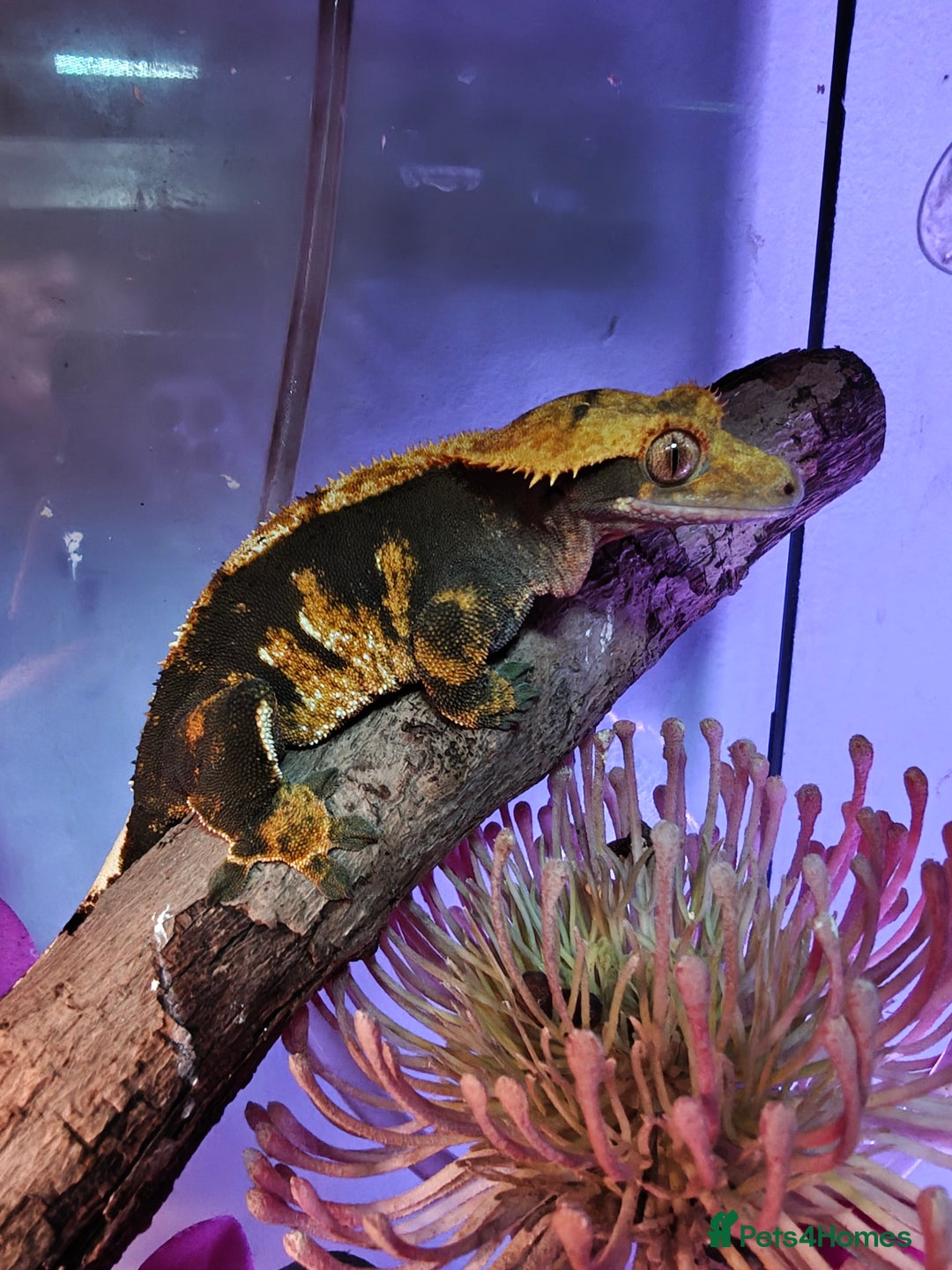 Gecko reptiles for sale: Unsexed Baby Crested Geckos - Advert 7