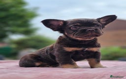 French Bulldog dogs for sale: Fluffy french bulldogs carrying Pink - Image 4
