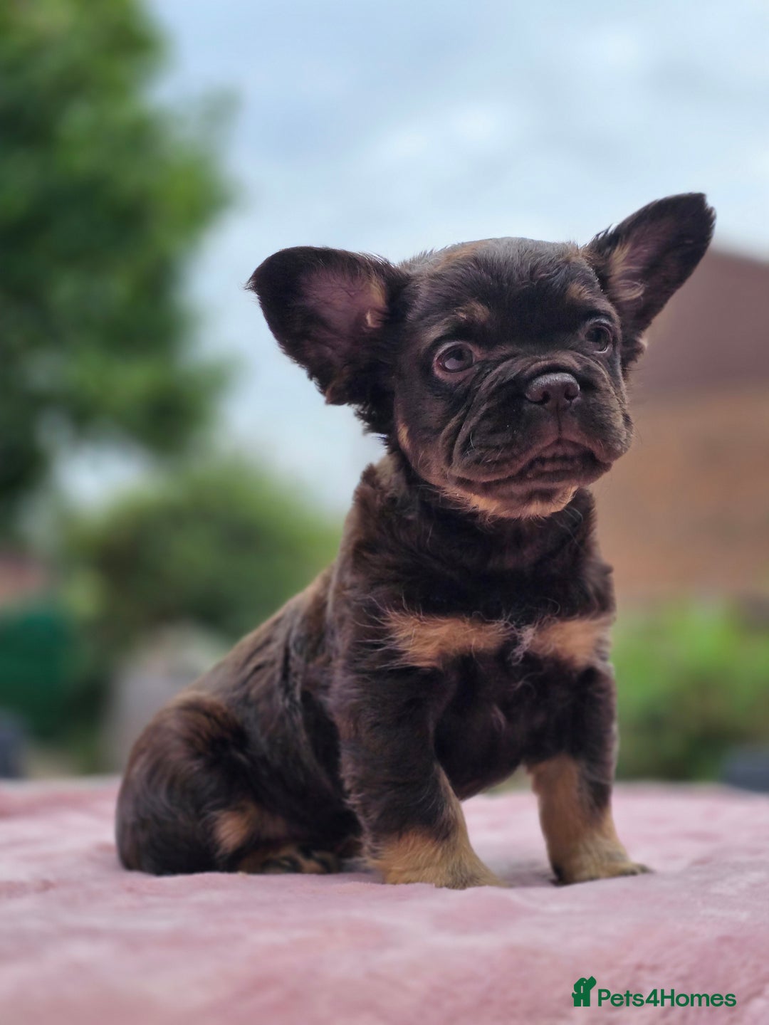 French Bulldog dogs for sale: Fluffy french bulldogs carrying Pink - Image 4