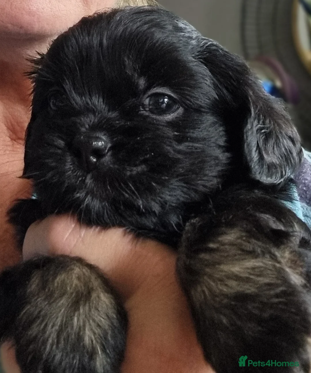 Shih Tzu dogs for sale: Pupies for sold. - Advert 1