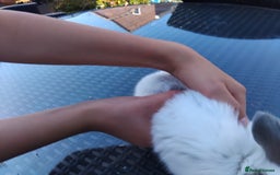 Mini Lop rabbits for sale: 3 lovely mini lop males for sale - Image 8