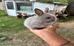 Netherland Dwarf rabbits for sale: Gorgeous Netherland dwarf bunnies  - Image 2