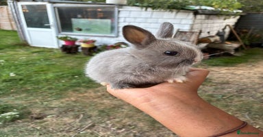 Netherland Dwarf rabbits - Advert 16