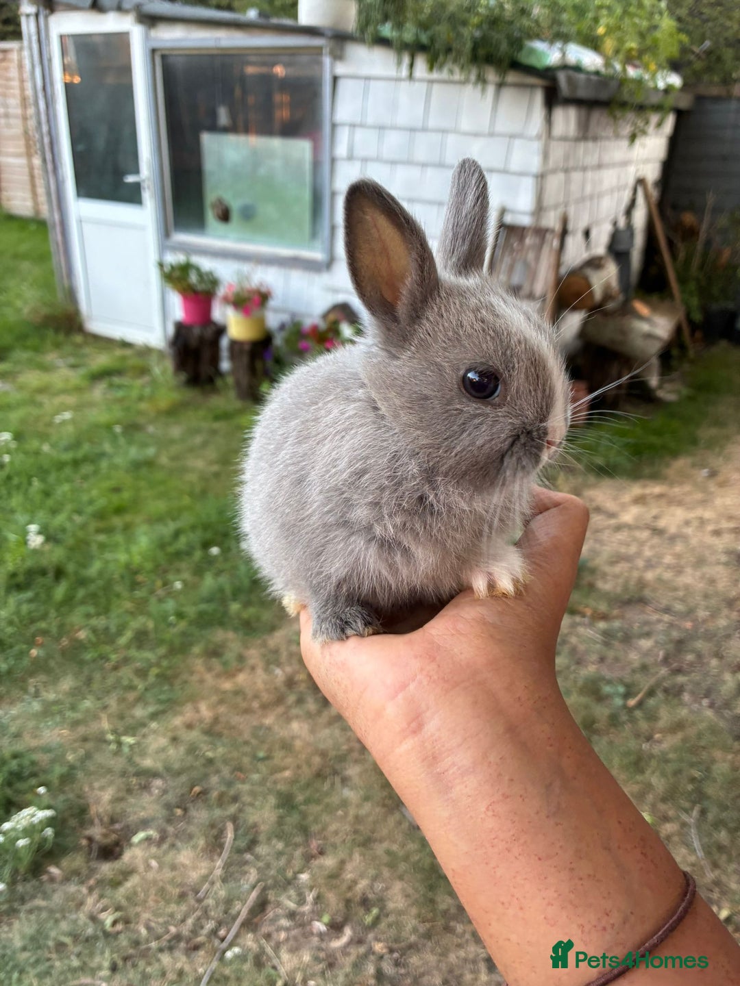 Netherland Dwarf rabbits for sale: Gorgeous Netherland dwarf bunnies  - Image 2