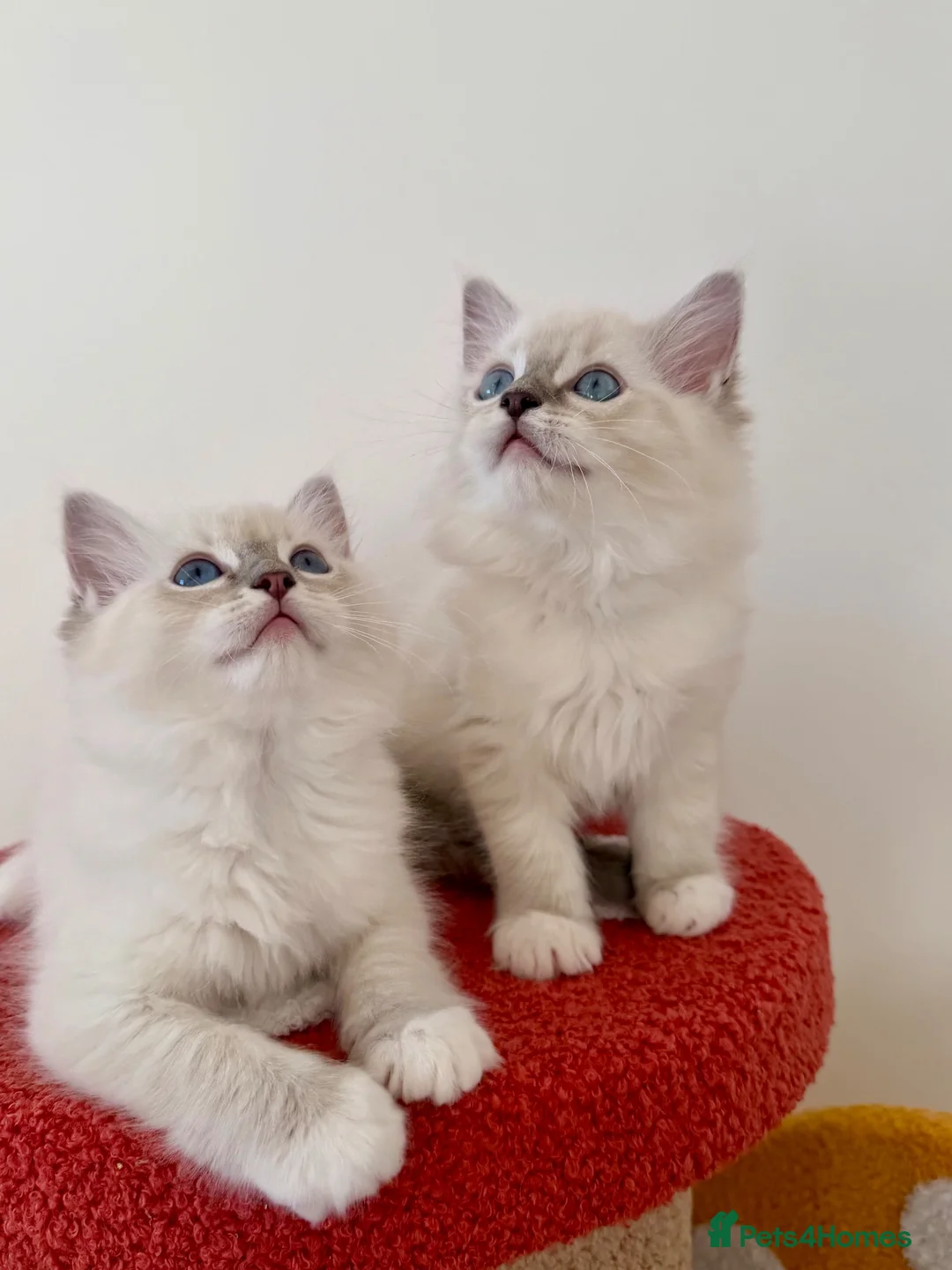 Ragdoll cats for sale: ✨ Exceptional Ragdoll Kittens Ready to leave ✨ - Advert 2