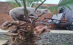 Bengal cats for sale: Prenium TICA registered Bengal Kittens - Image 17