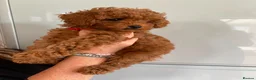 Cavapoo dogs for sale: Family Raised Cavapoo Puppies ready to Reserve!  - Advert 4