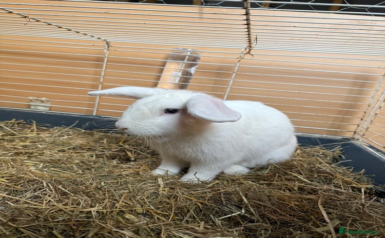 Rex rabbits for sale - Advert 3