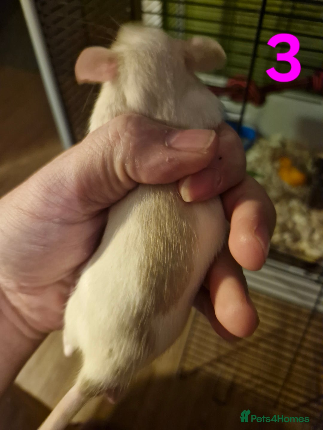 Rat rodents for sale: 9 gorgeous Male Rats - Image 8