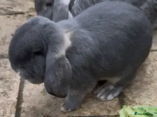 French Lop rabbits Blue otter French lop doe - Advert 13