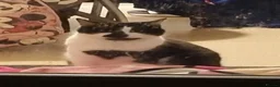 Mixed Breed cats for sale: Gorgeous kittens  - Advert 1