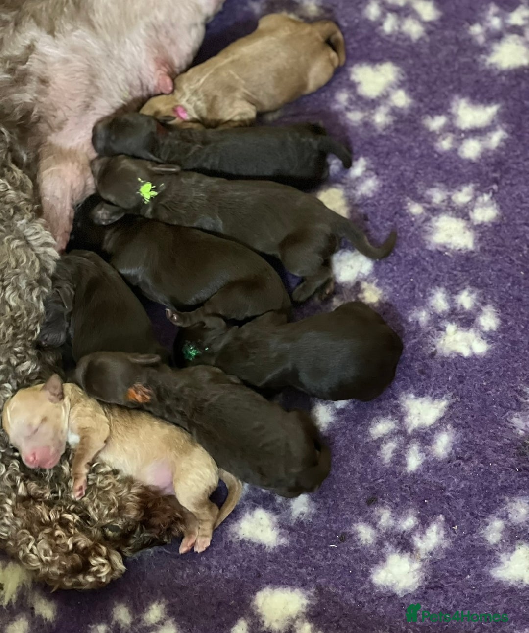 Australian Labradoodle dogs for sale: Adorable ♥️ Australian Labradoodles  - Image 16