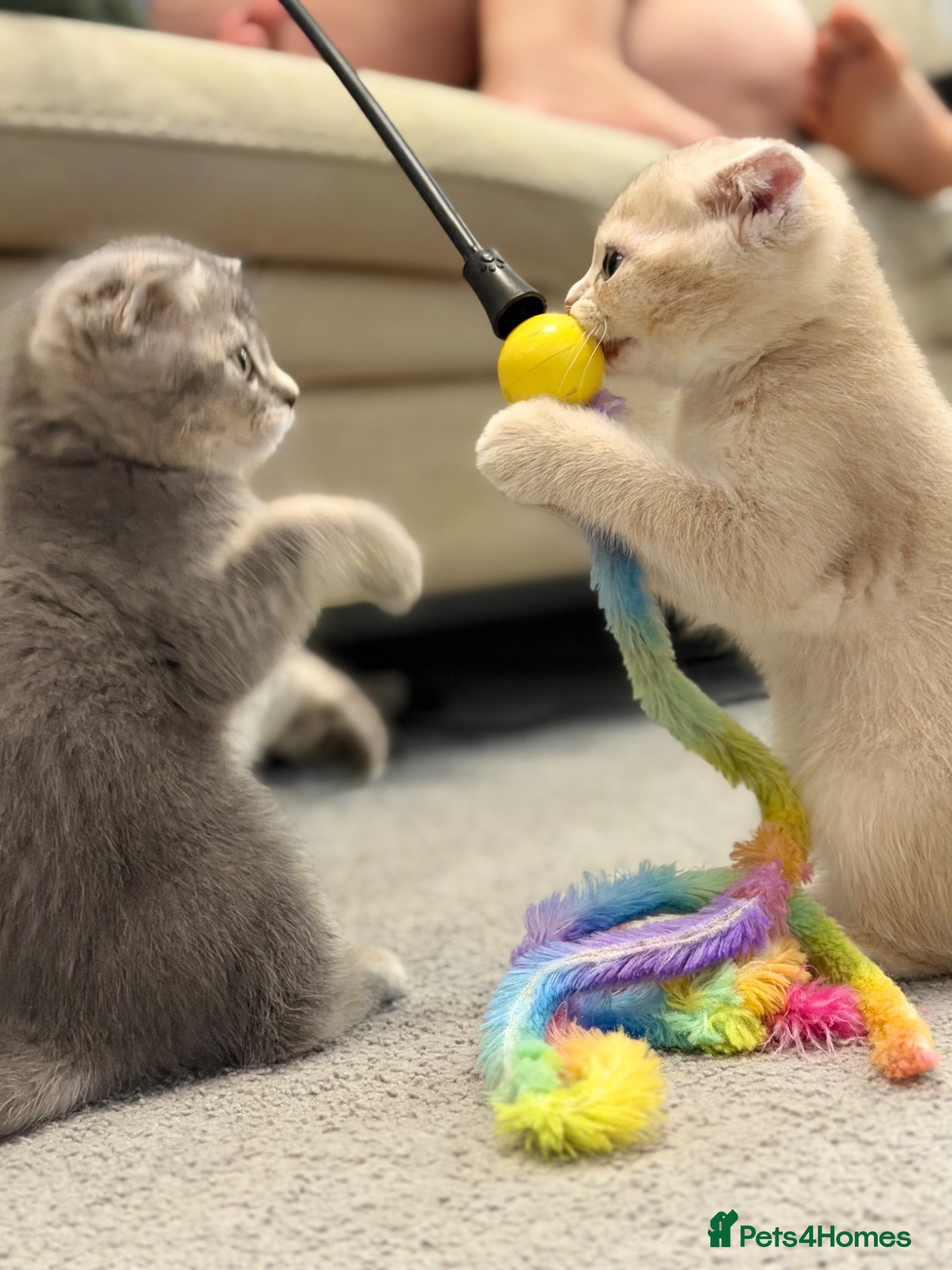 Scottish Fold cats Full Pedigree Scottish Fold, TICA registered - Advert 2