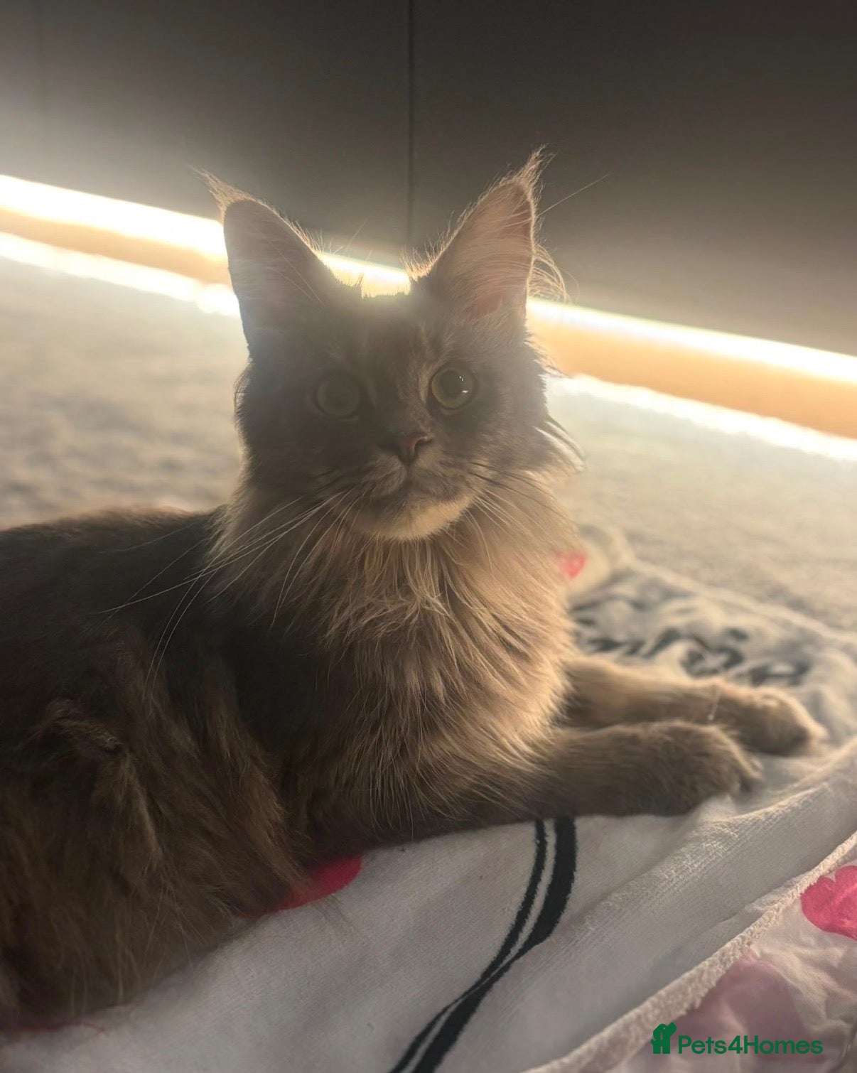 Maine Coon cats Beautiful TICA Registerered Maine Coon Girl - Advert 6