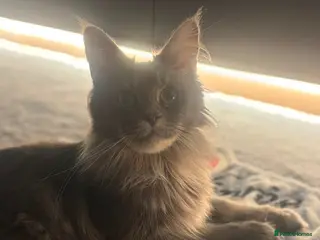 Maine Coon cats Beautiful TICA Registerered Maine Coon Girl - Advert 1