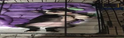 Boston Terrier dogs for sale: Gorgeous 12 weeks old Boston terrier girl  - Advert 3