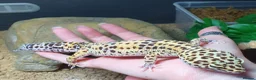 Leopard Gecko reptiles for sale: Zip the leopard gecko in Exeter - Advert 3