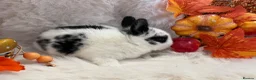Rex rabbits for sale: Rex x Netherland dwarf  - Advert 21
