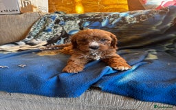 Cavapoo dogs for sale: Red toy cavapoo  - Image 4
