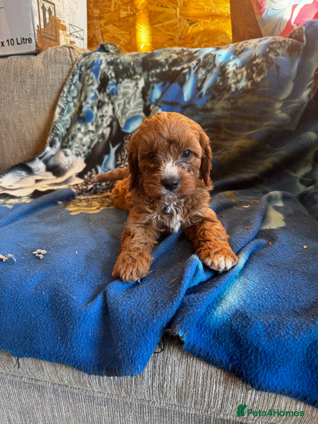 Cavapoo dogs for sale: Red toy cavapoo  - Image 4