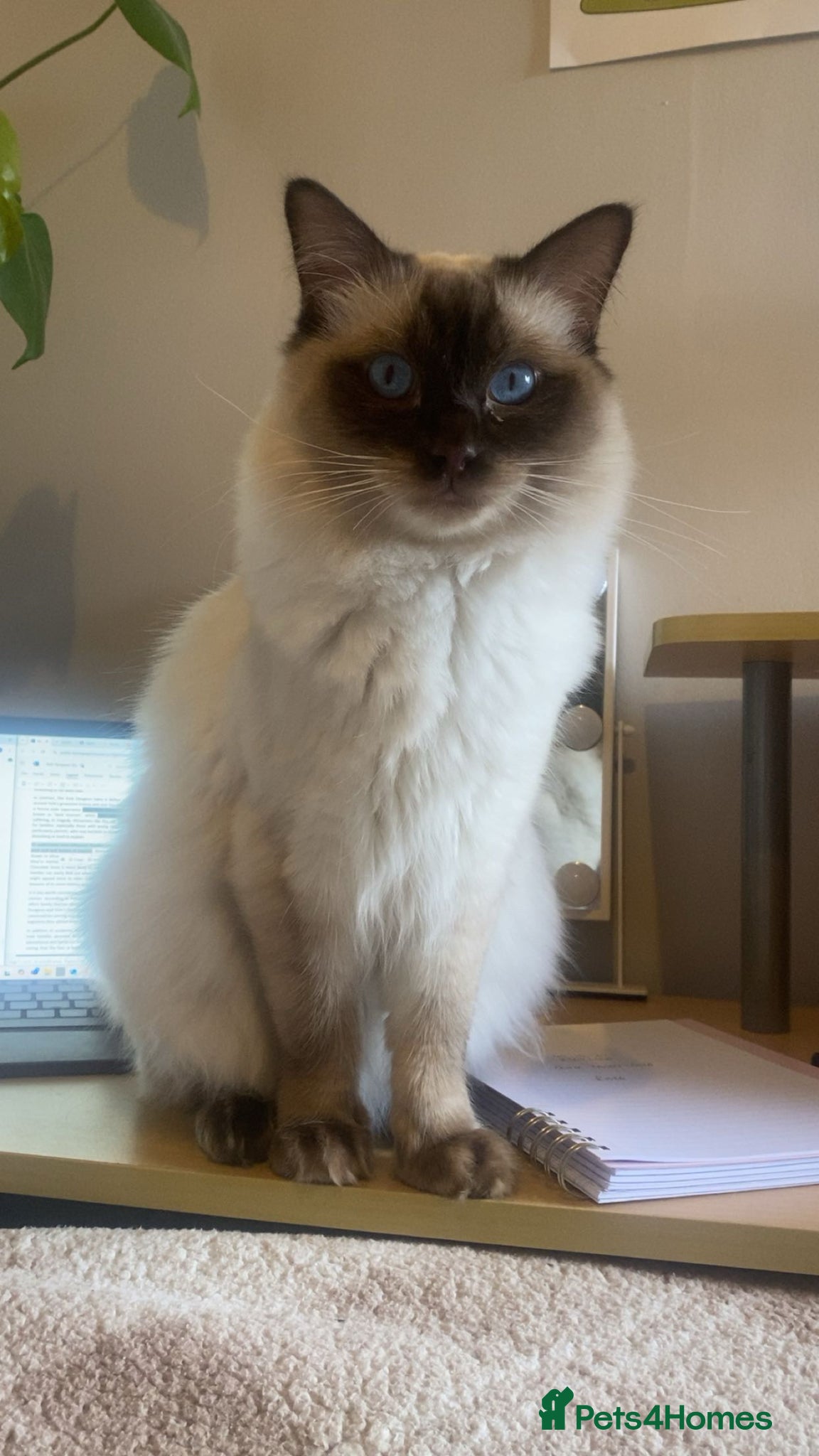Ragdoll cats Sweet and gentle boy for stud duties - Advert 2