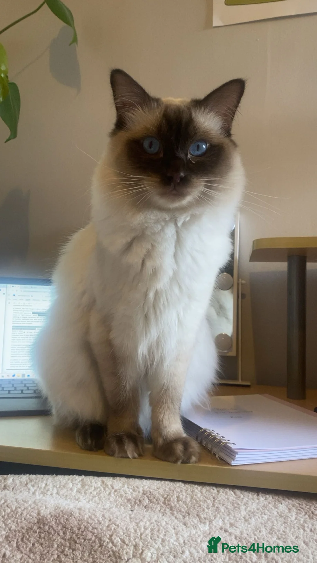 Ragdoll cats for stud: Sweet and gentle boy for stud duties - Advert 2