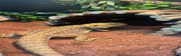 Bearded Dragon reptiles for sale: Beared dragon with equipment  in Gloucester - Advert 2