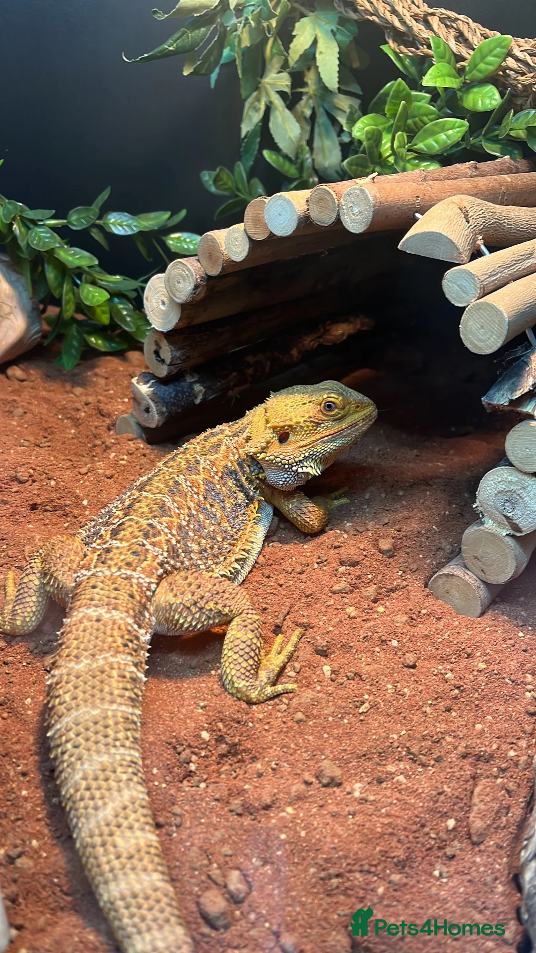 Bearded Dragon reptiles for sale: Beared dragon with equipment  in Gloucester - Advert 2
