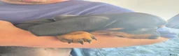 Dachshund dogs for sale: Stunning Standard Smooth hair Dachshund Puppies. - Advert 13