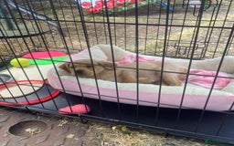Labrador Retriever dogs for sale: Labrador Retriever  - Image 4
