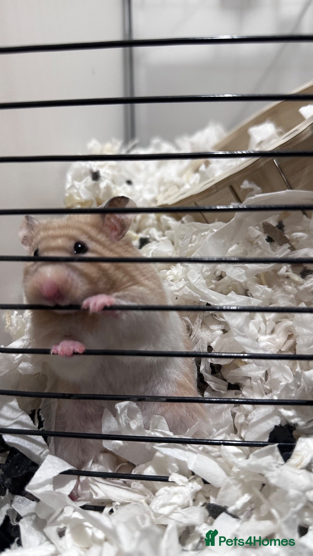 Hamster rodents 🐹 Beautiful, Fluffy Syrian Hamster Needs home - Advert 1